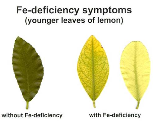 Fe Deficiency